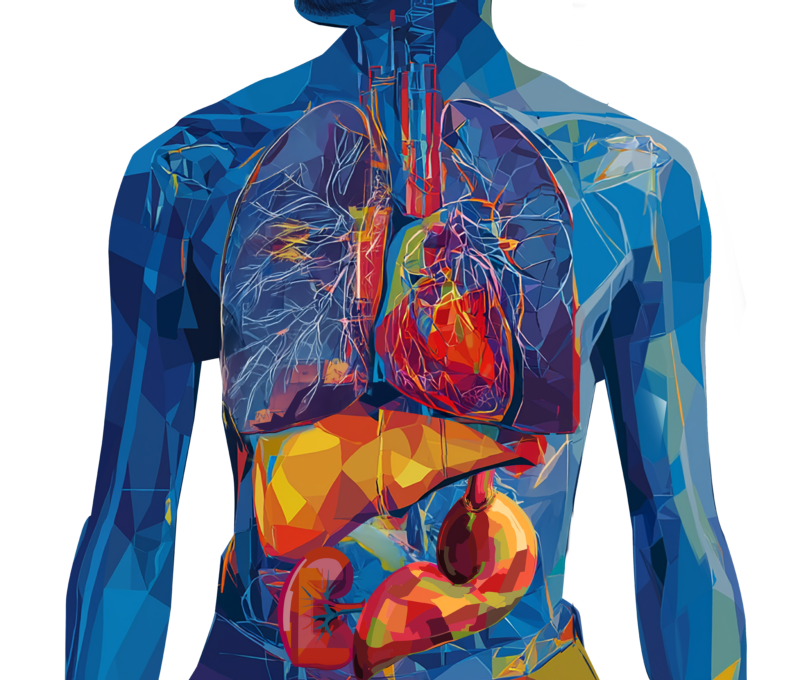 Human Anatomy@1.5x